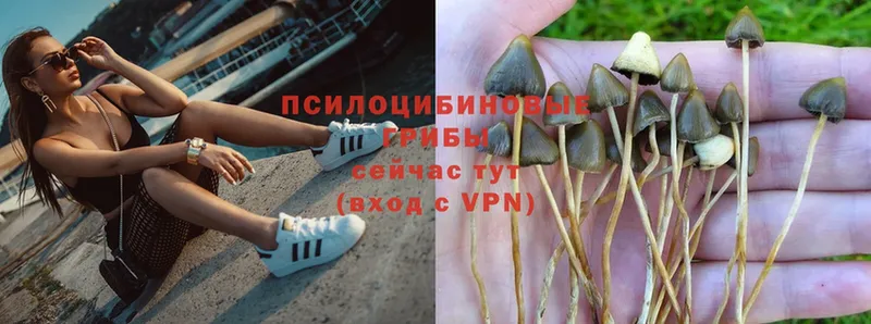 Псилоцибиновые грибы MAGIC MUSHROOMS  блэк спрут зеркало  Калининец  купить  сайты 